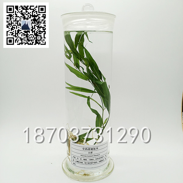 中草藥標本 (10)