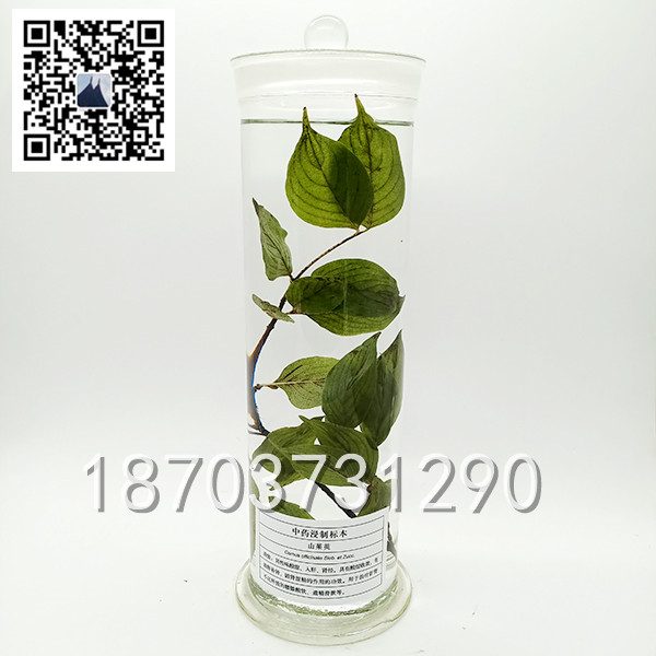 中草藥標本 (12)