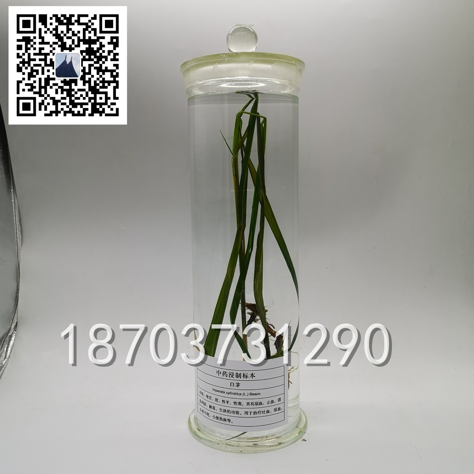 中草藥標本 (11)