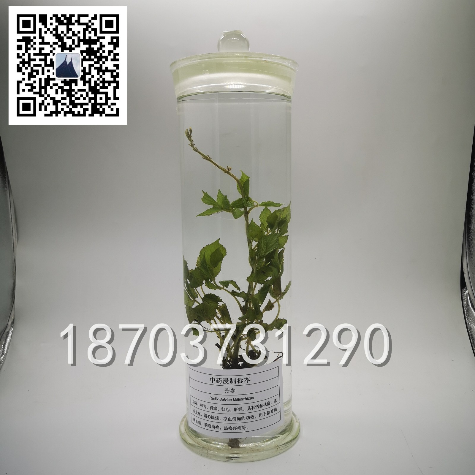 中草藥標本 (20)