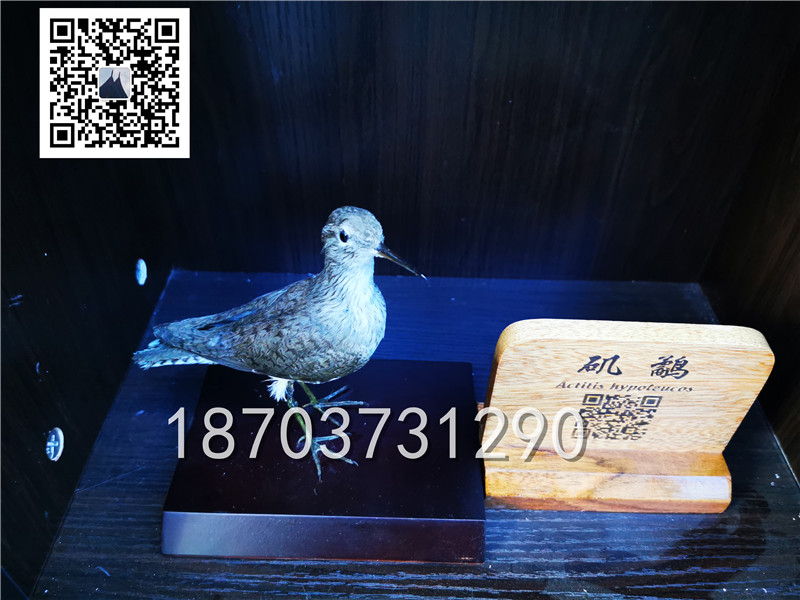 動(dòng)物剝制標(biāo)本 (19)