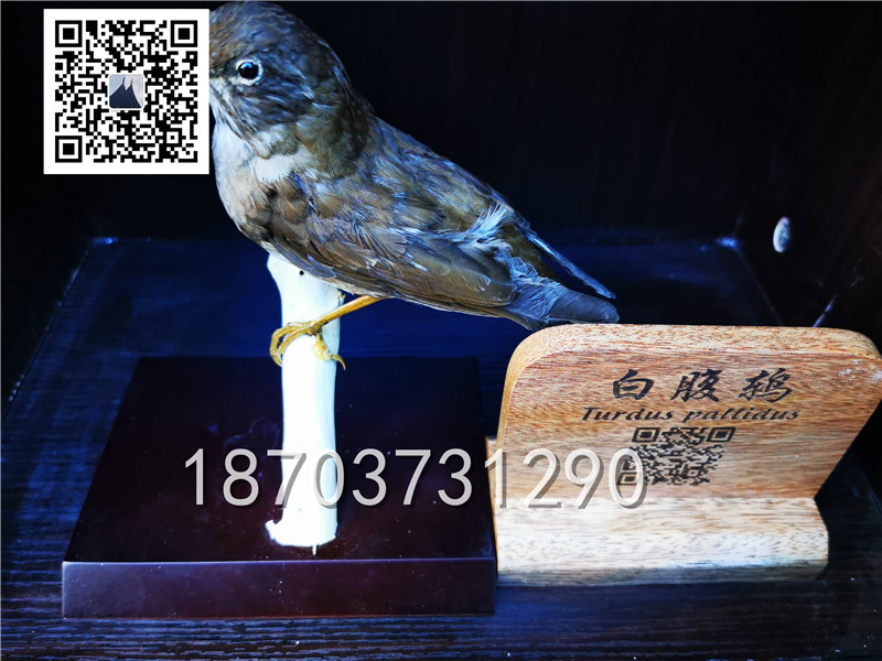 動(dòng)物剝制標(biāo)本 (26)