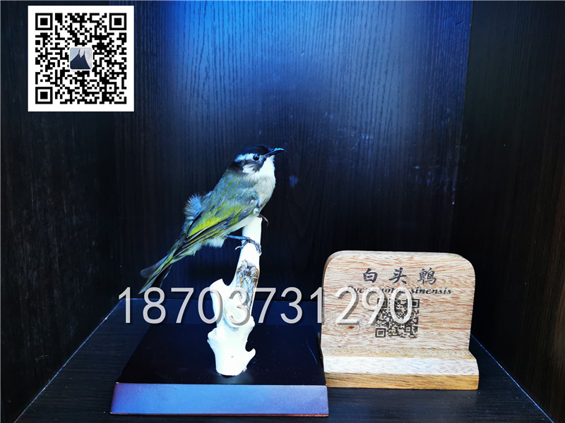 動物剝制標本 (32)