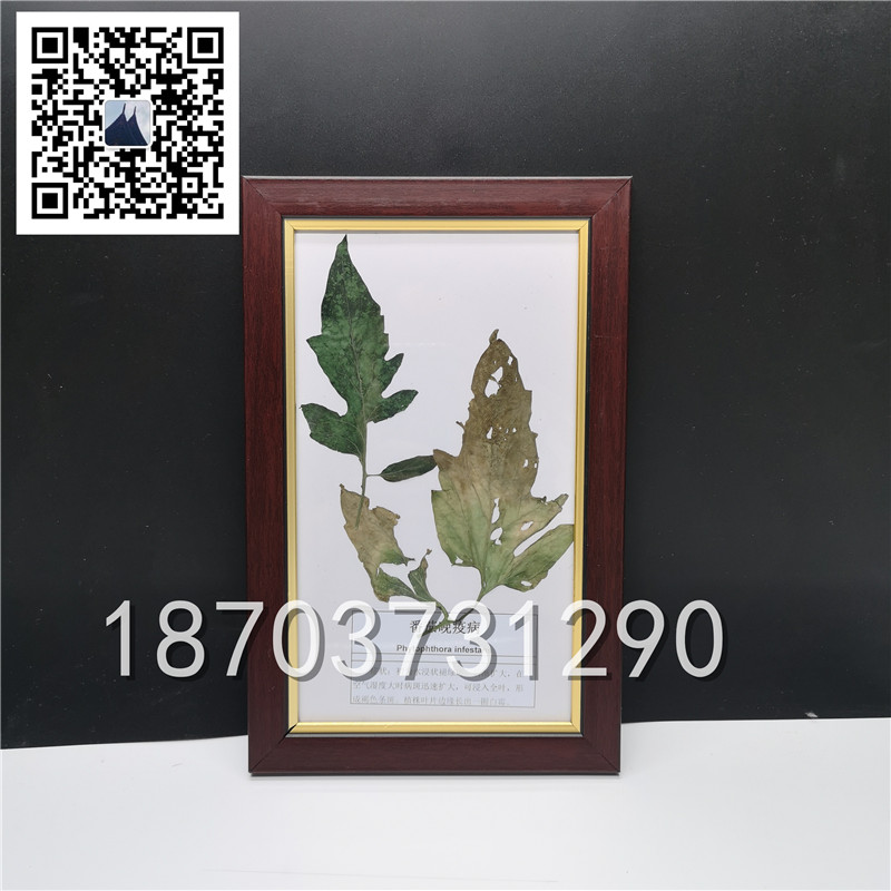 植物病害蟲害標(biāo)本 (7)