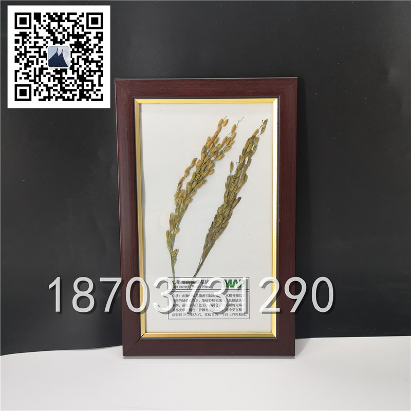 植物病害蟲(chóng)害標(biāo)本 